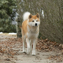 Топ уютных фильмов про осень фото 17 Топ уютных фильмов про осень фото