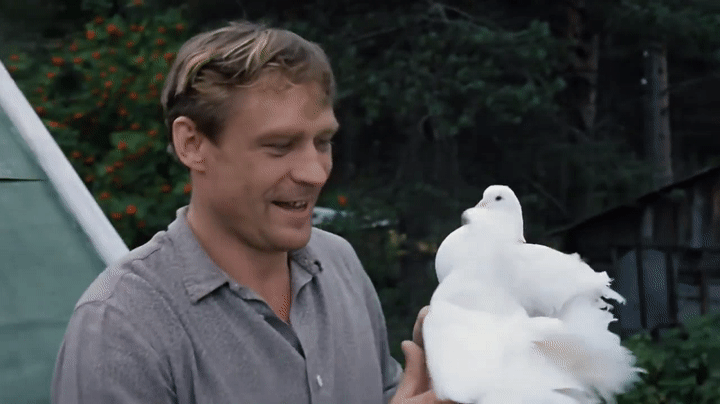 🕊️ Где снят фильм «Любовь и голуби» фото 1 🕊️ Где снят фильм «Любовь и голуби» фото